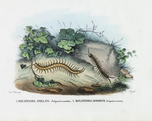 Százlábú, 1863-79
